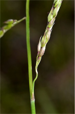 APII jpeg image of Eriochloa pseudoacrotricha  © contact APII