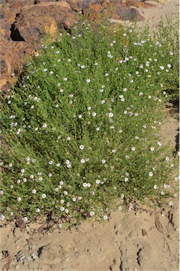 APII jpeg image of Olearia stuartii  © contact APII