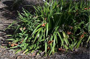 APII jpeg image of Iris foetidissima  © contact APII