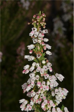 APII jpeg image of Erica lusitanica  © contact APII