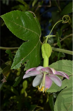 APII jpeg image of Passiflora tarminiana  © contact APII