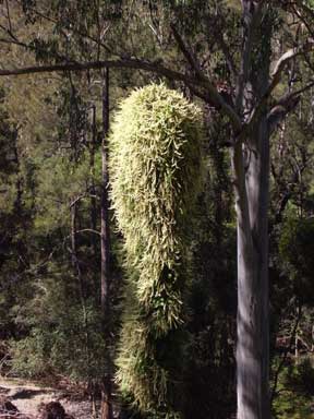 APII jpeg image of Anredera cordifolia  © contact APII