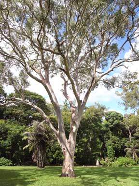 APII jpeg image of Eucalyptus tereticornis  © contact APII