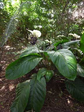 APII jpeg image of Tacca integrifolia  © contact APII