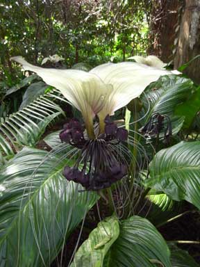 APII jpeg image of Tacca integrifolia  © contact APII