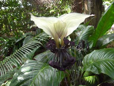 APII jpeg image of Tacca integrifolia  © contact APII