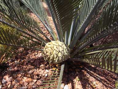 APII jpeg image of Macrozamia macdonnellii  © contact APII