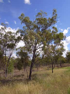APII jpeg image of Eucalyptus brownii  © contact APII