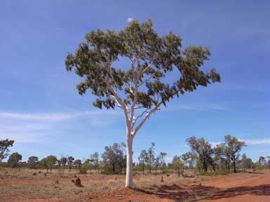 APII jpeg image of Corymbia dallachiana  © contact APII