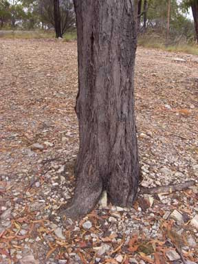 APII jpeg image of Eucalyptus beaniana  © contact APII