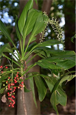 APII jpeg image of Cordyline manners-suttoniae  © contact APII