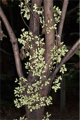 APII jpeg image of Syzygium branderhorstii  © contact APII