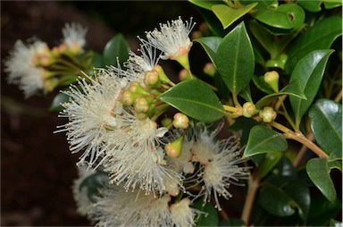 APII jpeg image of Syzygium australe 'Resilience'  © contact APII