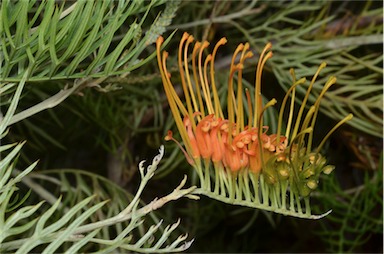 APII jpeg image of Grevillea 'Tango'  © contact APII