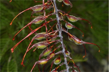 APII jpeg image of Grevillea dryandri subsp. dasycarpa  © contact APII