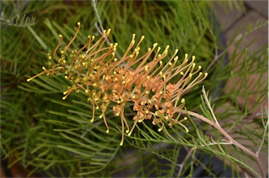 APII jpeg image of Grevillea 'Rocky'  © contact APII