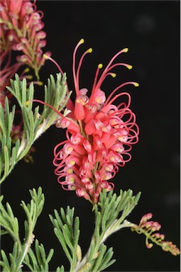 APII jpeg image of Grevillea preissii  © contact APII