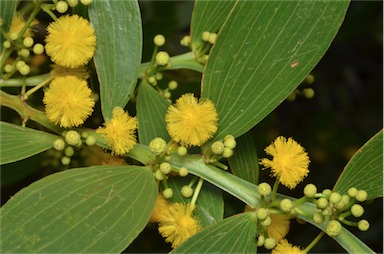 APII jpeg image of Acacia complanata  © contact APII