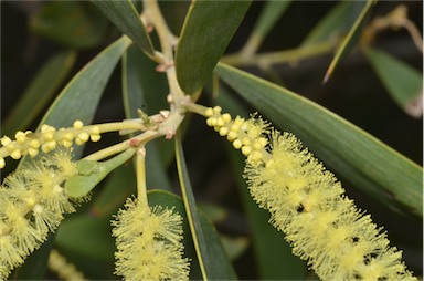 APII jpeg image of Acacia leptocarpa  © contact APII