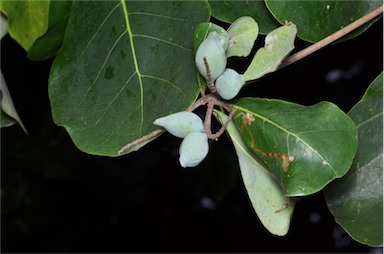 APII jpeg image of Terminalia melanocarpa  © contact APII