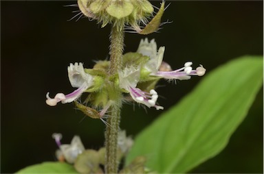 APII jpeg image of Ocimum basilicum  © contact APII