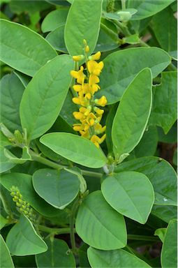 APII jpeg image of Crotalaria mitchellii subsp. mitchellii  © contact APII