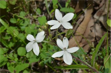 APII jpeg image of Pseuderanthemum variabile  © contact APII