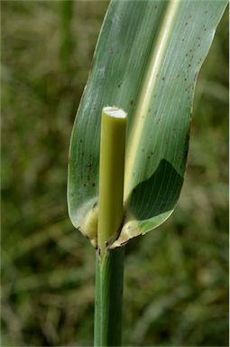 APII jpeg image of Sorghum halepense  © contact APII