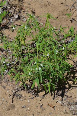 APII jpeg image of Leucas lavandulifolia  © contact APII