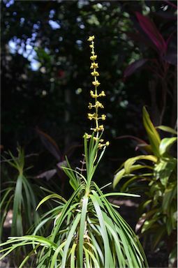 APII jpeg image of Lomandra banksii  © contact APII