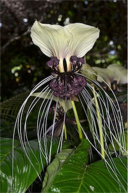 APII jpeg image of Tacca integrifolia  © contact APII