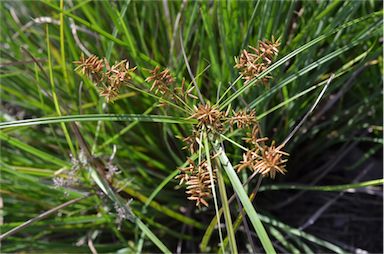 APII jpeg image of Cyperus javanicus  © contact APII