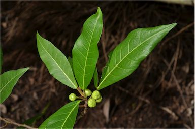 APII jpeg image of Ficus adenosperma  © contact APII