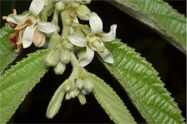 APII jpeg image of Grewia latifolia  © contact APII