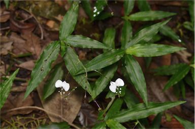 APII jpeg image of Aneilema acuminatum  © contact APII