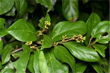 APII jpeg image of Endiandra muelleri subsp. bracteata  © contact APII