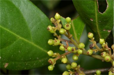 APII jpeg image of Endiandra muelleri subsp. bracteata  © contact APII