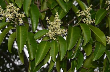 APII jpeg image of Geijera salicifolia  © contact APII