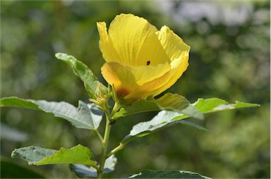 APII jpeg image of Hibiscus heterophyllus subsp. heterophyllus  © contact APII