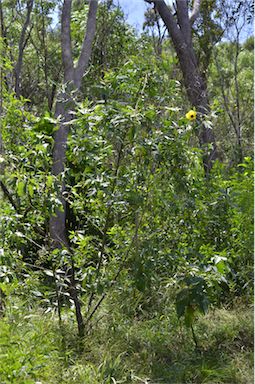 APII jpeg image of Hibiscus heterophyllus subsp. heterophyllus  © contact APII