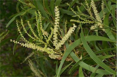 APII jpeg image of Acacia leptocarpa  © contact APII