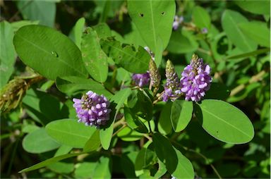 APII jpeg image of Desmodium heterocarpon var. strigosum  © contact APII