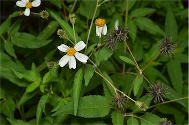 APII jpeg image of Bidens alba var. radiata  © contact APII