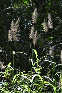 APII jpeg image of Setaria australiensis  © contact APII