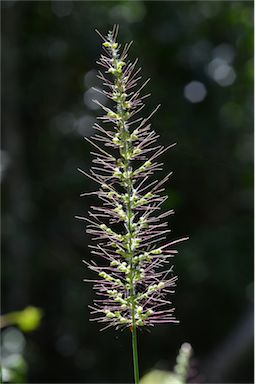 APII jpeg image of Setaria australiensis  © contact APII