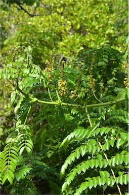 APII jpeg image of Caesalpinia bonduc  © contact APII