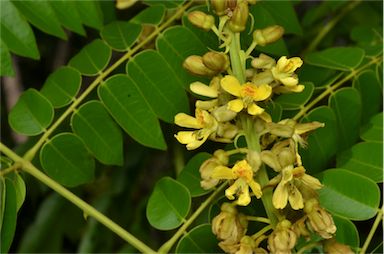 APII jpeg image of Caesalpinia bonduc  © contact APII