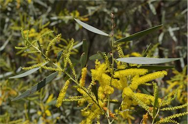 APII jpeg image of Acacia leptostachya  © contact APII