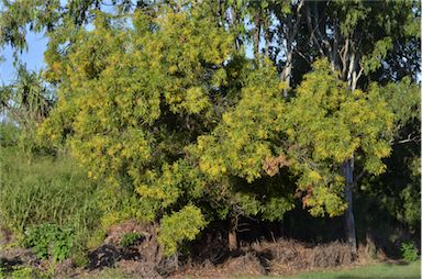 APII jpeg image of Acacia auriculiformis  © contact APII
