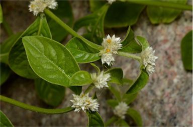 APII jpeg image of Alternanthera ficoidea  © contact APII